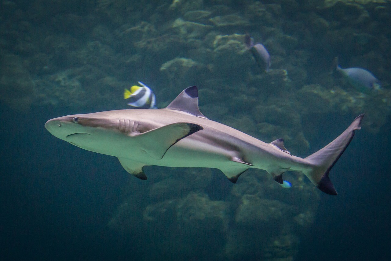 Shark Reef Coral Fish Fins Hai - ubcmio / Pixabay